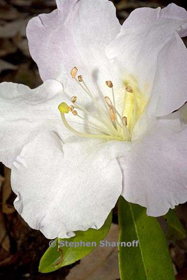 rhododendron dendricola subsect maddenia 2 graphic